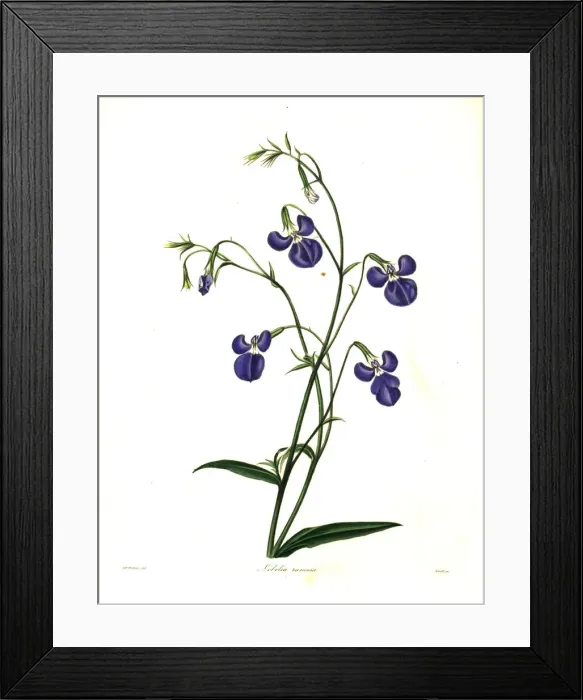 Framed Print : Lobelia tenuior Framed Print : Lobelia tenuior