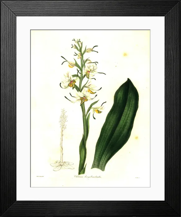 Framed Print : Gavilea longibracteata orchid Framed Print : Gavilea longibracteata orchid