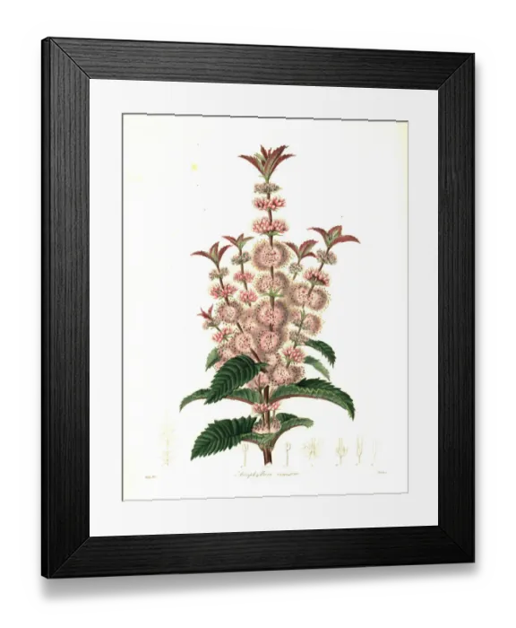 Framed Print : Acrophyllum australe. Vulnerable Framed Print : Acrophyllum australe. Vulnerable