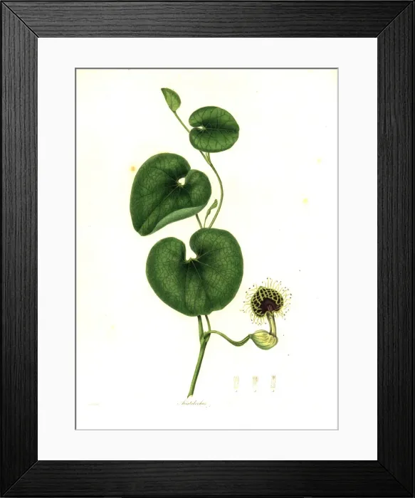 Framed Print : Jarrinha, Aristolochia fimbriata Framed Print : Jarrinha, Aristolochia fimbriata