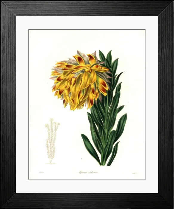 Framed Print : Orange nodding-head or mountain dahlia, Liparia Framed Print : Orange nodding-head or mountain dahlia, Liparia