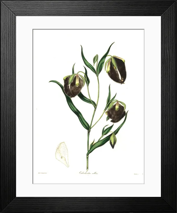 Framed Print : White calochortus, Calochortus albus Framed Print : White calochortus, Calochortus albus