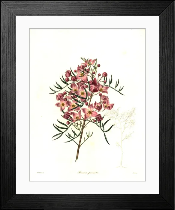 Framed Print : Hawthorn-scented boronia, Boronia pinnata Framed Print : Hawthorn-scented boronia, Boronia pinnata