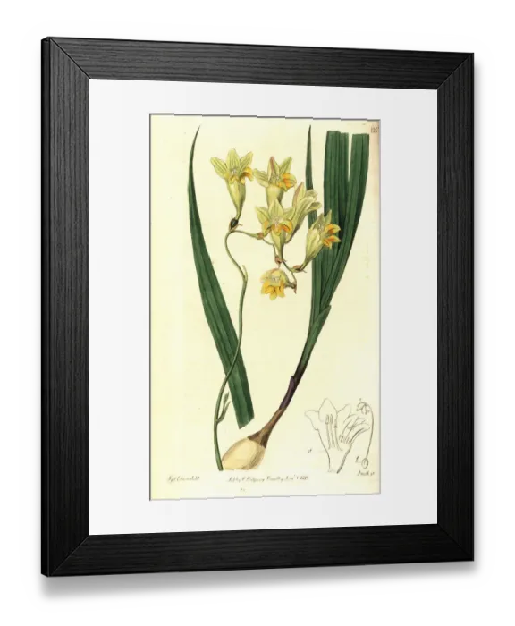 Framed Print : Freesia refracta Framed Print : Freesia refracta