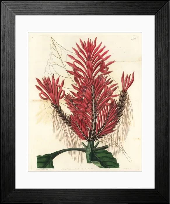 Framed Print : Aphelandra arborea Framed Print : Aphelandra arborea