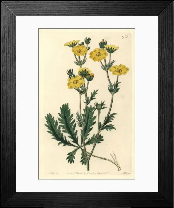 Framed Print : Jagged-leaved cinquefoil, Potentilla laciniosa Framed Print : Jagged-leaved cinquefoil, Potentilla laciniosa