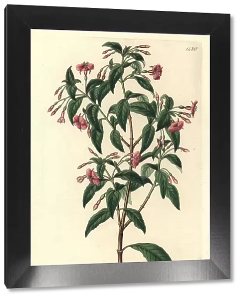Rod-branched fuchsia, Fuchsia bacillaris