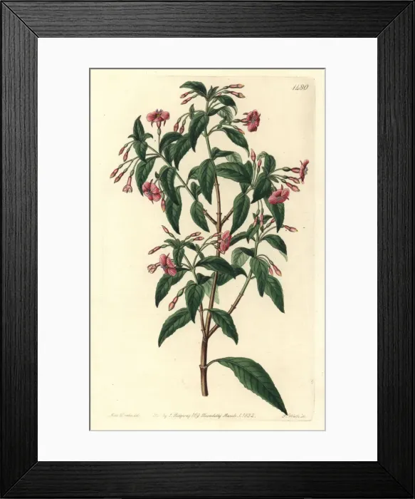 Framed Print : Rod-branched fuchsia, Fuchsia bacillaris Framed Print : Rod-branched fuchsia, Fuchsia bacillaris