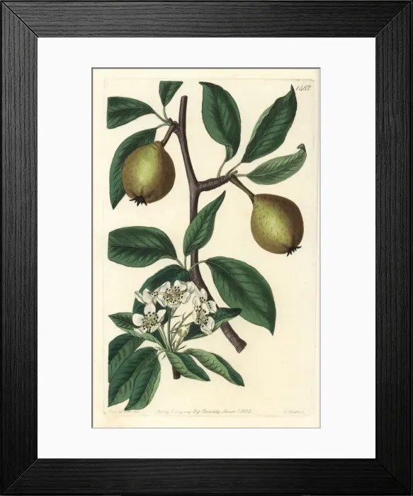 Framed Print : Sage-leaved pear, Pyrus x salviifolia Framed Print : Sage-leaved pear, Pyrus x salviifolia
