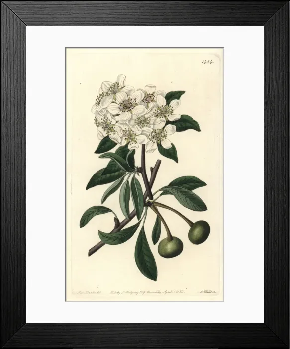 Framed Print : Almond-leaved pear, Pyrus amygdaliformis Framed Print : Almond-leaved pear, Pyrus amygdaliformis