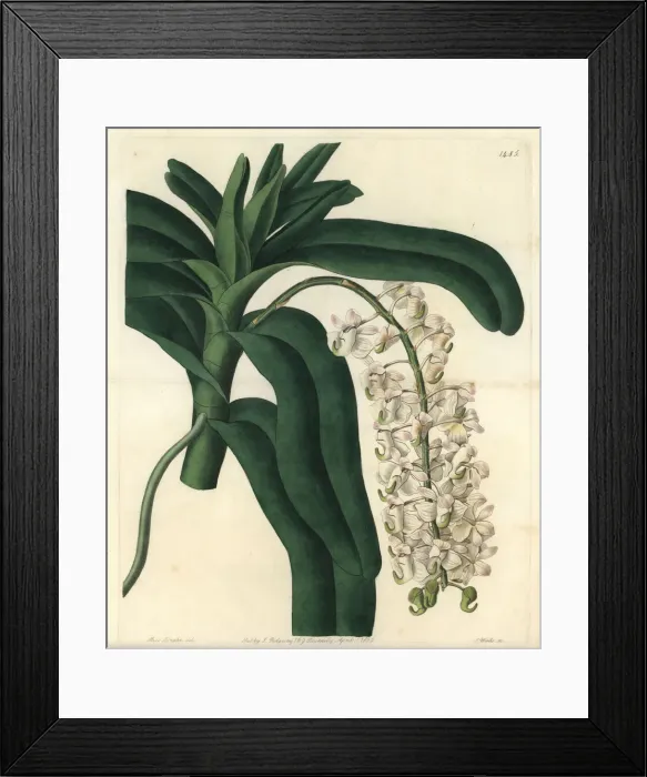 Framed Print : Fox brush orchid, Aerides cornutum Framed Print : Fox brush orchid, Aerides cornutum