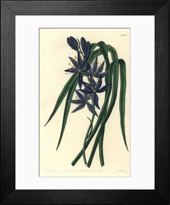 Framed Print : Camash, Camassia quamash