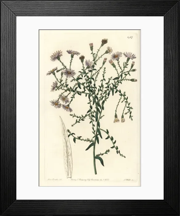 Framed Print : New York aster, Symphyotrichum dumosum Framed Print : New York aster, Symphyotrichum dumosum
