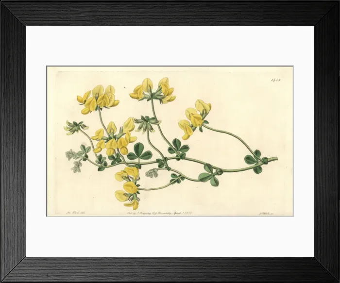 Framed Print : Sand lotus, Lotus arenarius Framed Print : Sand lotus, Lotus arenarius