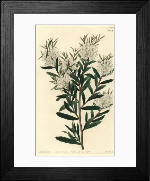 Framed Print : Linear-leaved hakea, Hakea linearis Framed Print : Linear-leaved hakea, Hakea linearis