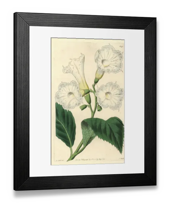 Framed Print : Large-flowered cordia, Cordia grandiflora Framed Print : Large-flowered cordia, Cordia grandiflora