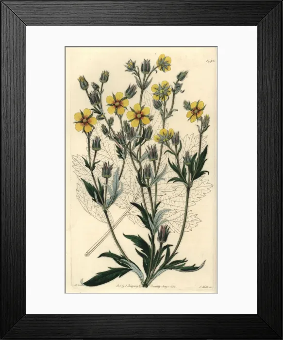 Framed Print : Potentilla longifolia Framed Print : Potentilla longifolia