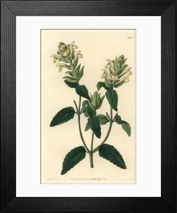 Framed Print : Alpine skullcap, Scutellaria alpina Framed Print : Alpine skullcap, Scutellaria alpina