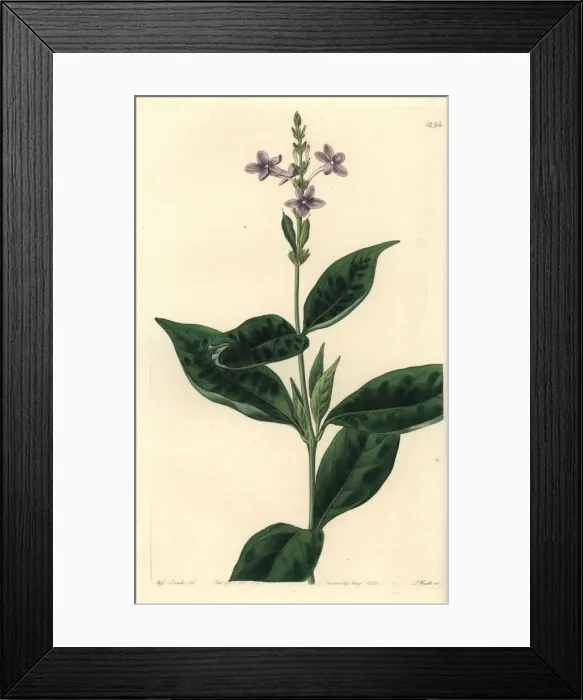 Framed Print : Pseuderanthemum faecundum Framed Print : Pseuderanthemum faecundum