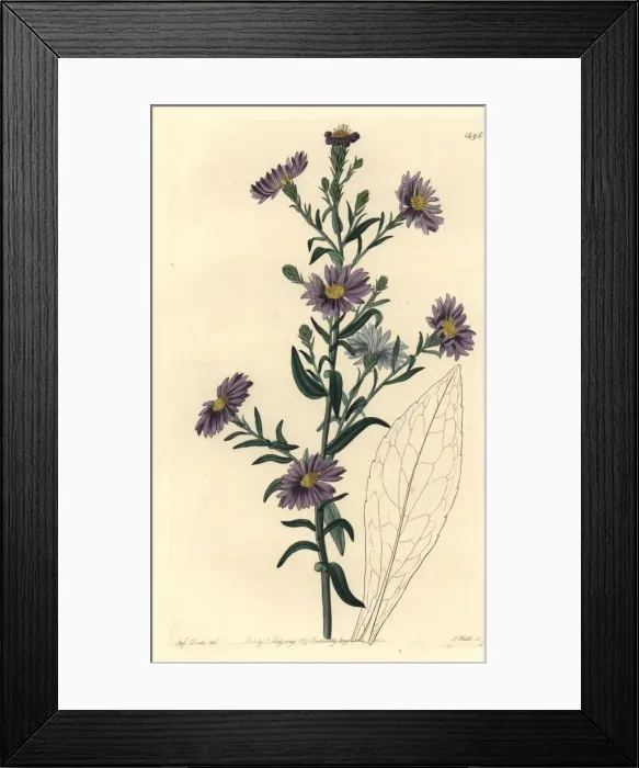 Framed Print : Smooth aster, Symphyotrichum laeve Framed Print : Smooth aster, Symphyotrichum laeve