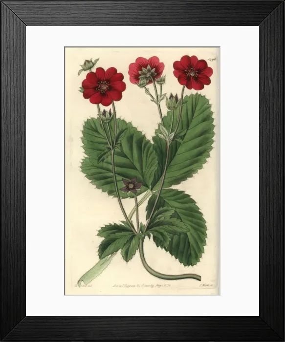 Framed Print : Russells potentilla, Potentilla x russelliana Framed Print : Russells potentilla, Potentilla x russelliana