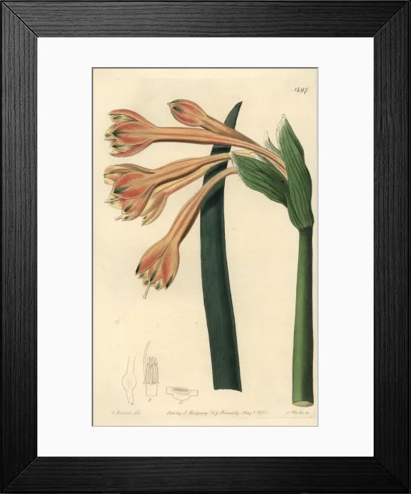 Framed Print : Clinanthus fulvus Framed Print : Clinanthus fulvus