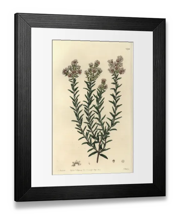 Framed Print : Red soulangia, Soulangia rubra Framed Print : Red soulangia, Soulangia rubra