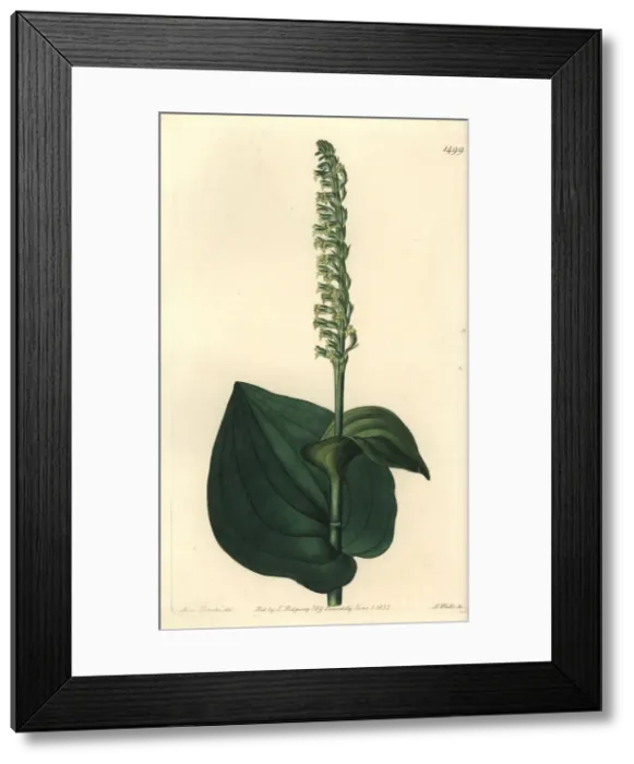 Framed Print : Gennaria diphylla Framed Print : Gennaria diphylla