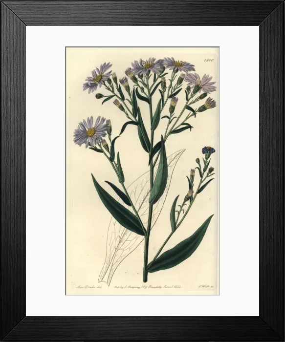 Framed Print : Symphyotrichum laeve Framed Print : Symphyotrichum laeve