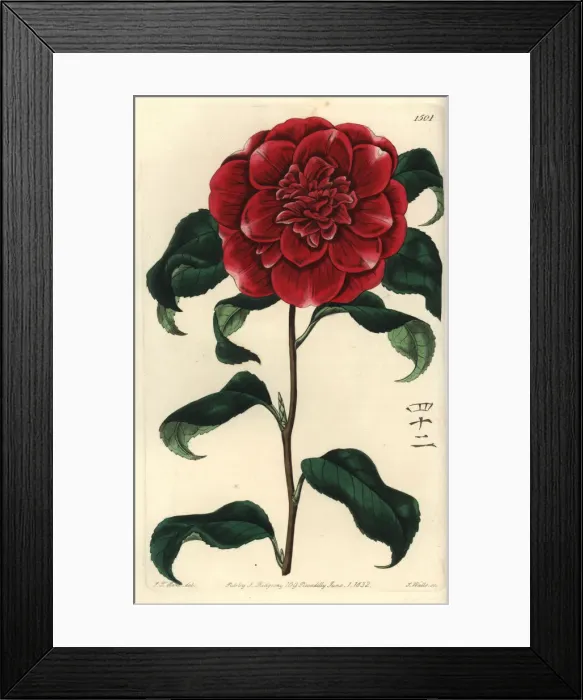 Framed Print : Mr. Reeves crimson camellia, Camellia japonica