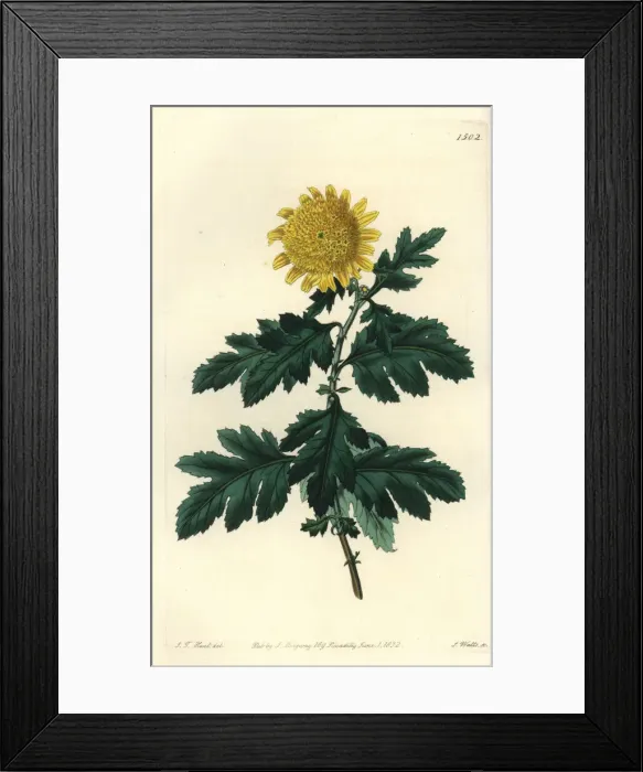 Framed Print : Double yellow Indian chrysanthemum, Chrysanthemum Framed Print : Double yellow Indian chrysanthemum, Chrysanthemum