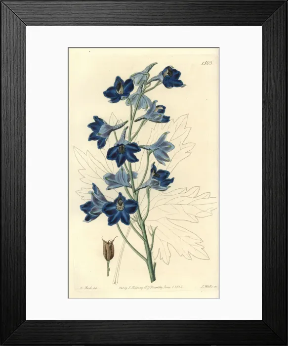Framed Print : Shewy delphinium, Delphinium speciosum Framed Print : Shewy delphinium, Delphinium speciosum