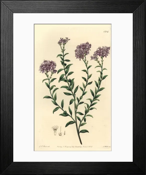 Framed Print : Dr. Gills selago, Selago gillii Framed Print : Dr. Gills selago, Selago gillii