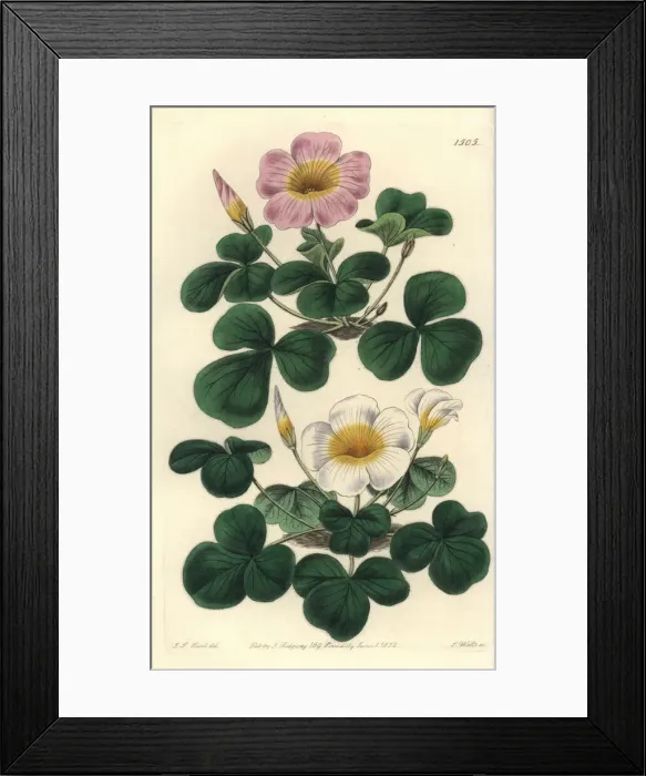 Framed Print : Variable oxalis, Oxalis variabilis Framed Print : Variable oxalis, Oxalis variabilis