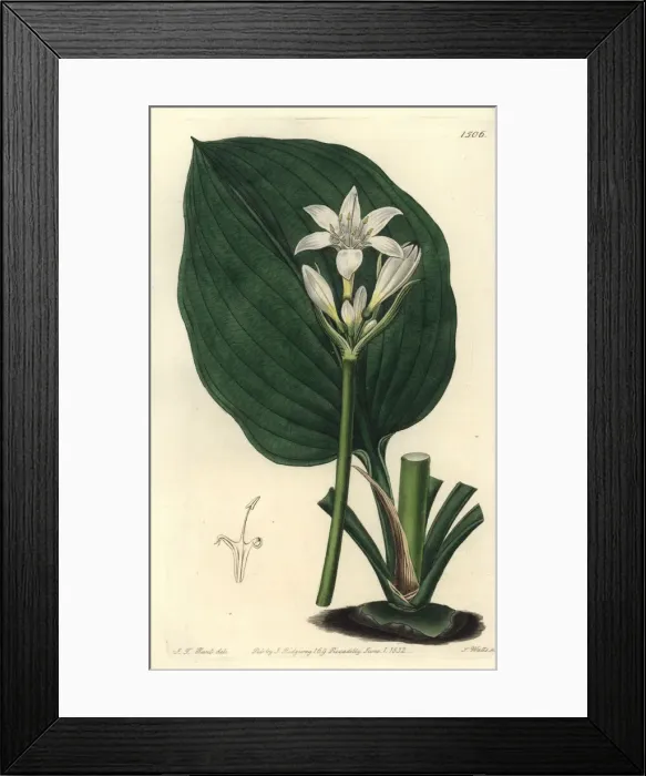 Framed Print : Brisbane lily, Proiphys cunninghamii Framed Print : Brisbane lily, Proiphys cunninghamii