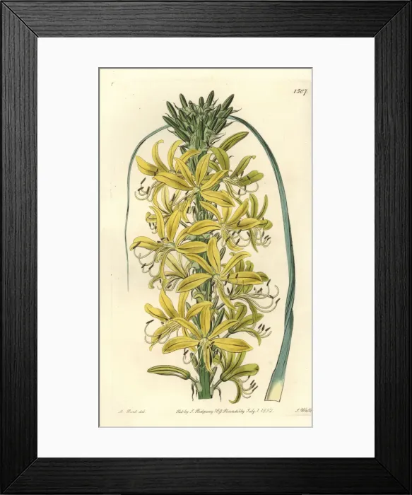 Framed Print : Asphodeline lutea Framed Print : Asphodeline lutea