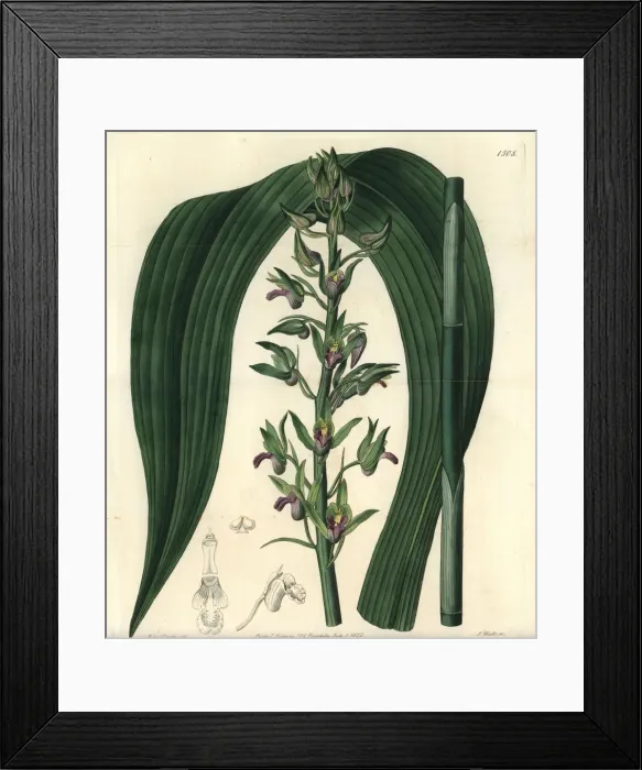 Framed Print : Wild coco orchid, Eulophia alta Framed Print : Wild coco orchid, Eulophia alta