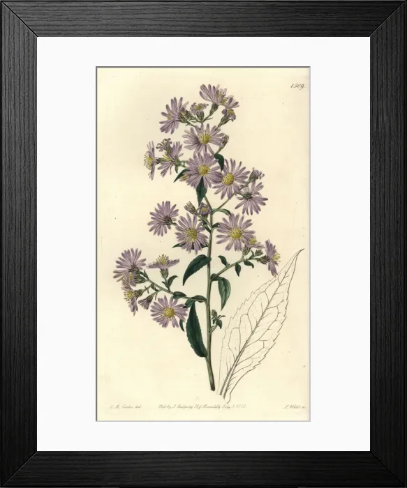 Framed Print : Panicled aster, Symphyotrichum lanceolatum Framed Print : Panicled aster, Symphyotrichum lanceolatum
