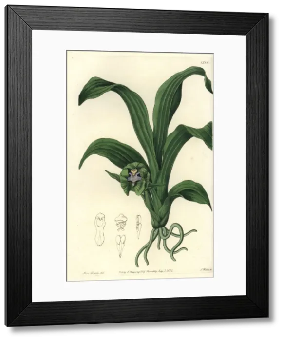 Framed Print : Pabstia viridis orchid Framed Print : Pabstia viridis orchid