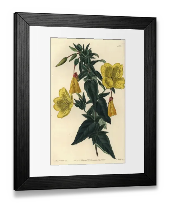 Framed Print : Evening primrose, Oenothera fruticosa subsp. glauca Framed Print : Evening primrose, Oenothera fruticosa subsp. glauca