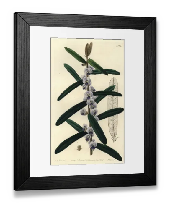 Framed Print : Shaggy hovea, Hovea villosa Framed Print : Shaggy hovea, Hovea villosa