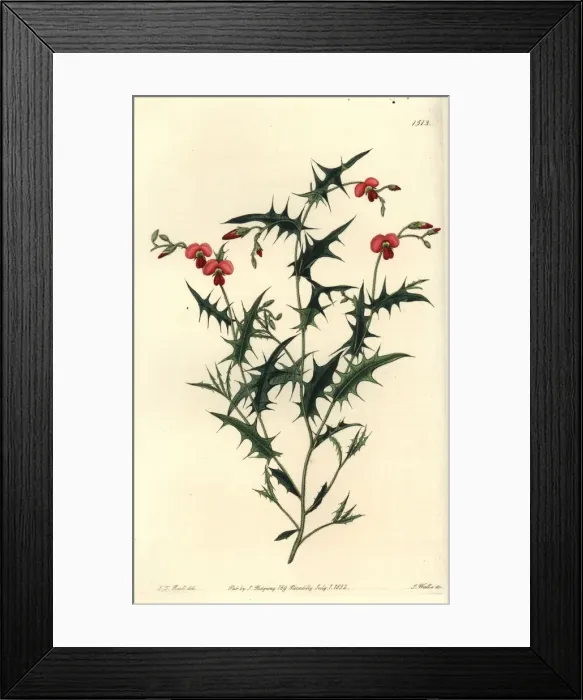 Framed Print : Triangular chorozema, Chorozema triangulare Framed Print : Triangular chorozema, Chorozema triangulare