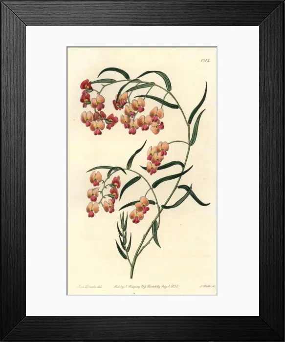 Framed Print : Glycine-leaved dillwynia, Dillwynia glycinifolia Framed Print : Glycine-leaved dillwynia, Dillwynia glycinifolia
