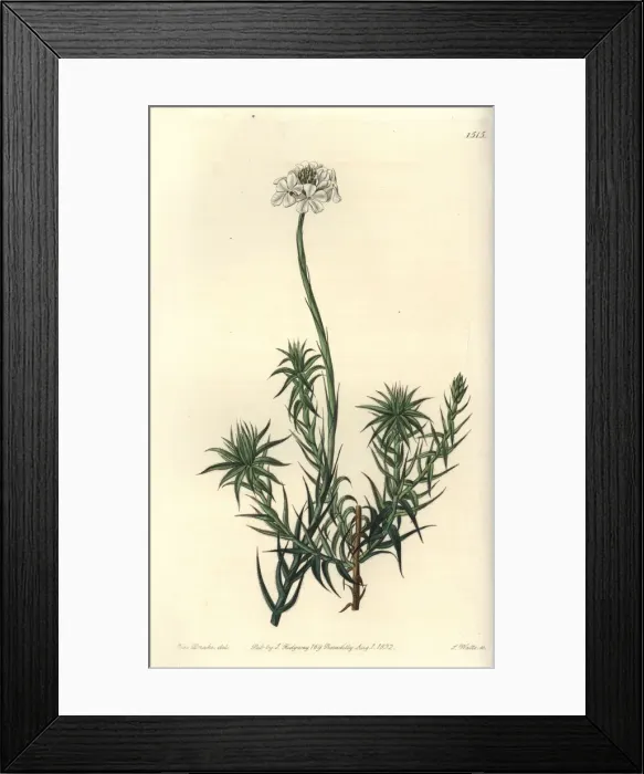 Framed Print : Long-leaved sphenotoma, Sphenotoma capitatum