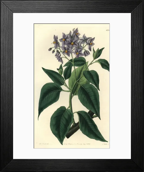 Framed Print : Chilean potato tree, Solanum crispum Framed Print : Chilean potato tree, Solanum crispum