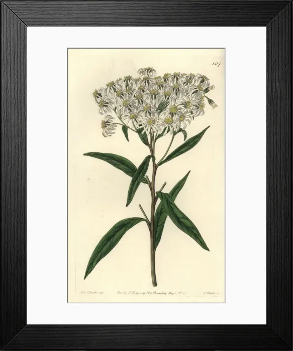 Framed Print : Flat-topped aster, Doellingeria umbellata Framed Print : Flat-topped aster, Doellingeria umbellata