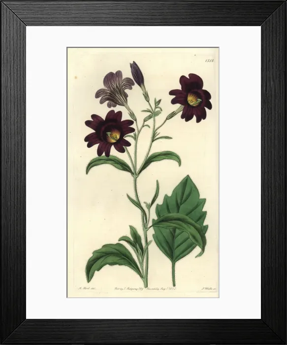 Framed Print : Painted tongue, Salpiglossis sinuata Framed Print : Painted tongue, Salpiglossis sinuata