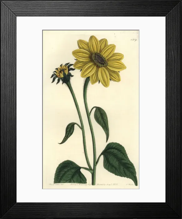 Framed Print : Tithonia tubaeformis Framed Print : Tithonia tubaeformis