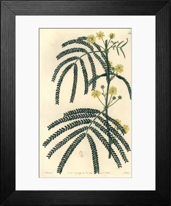 Framed Print : Fern-leaved acacia, Acacia pentadenia Framed Print : Fern-leaved acacia, Acacia pentadenia