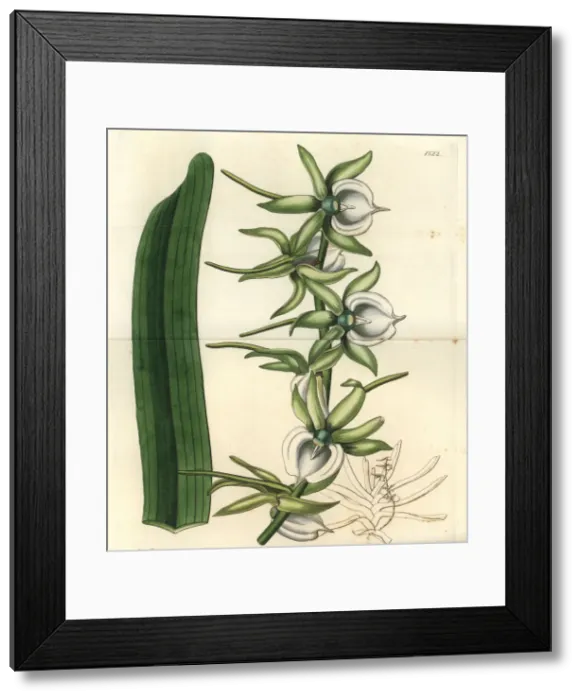 Framed Print : Ivory angraecum orchid, Angraecum eburneum Framed Print : Ivory angraecum orchid, Angraecum eburneum